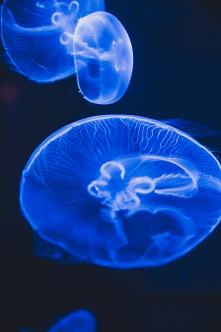Bright large sized jellies with colorful domed umbrella and wavy tentacles swimming in aqua