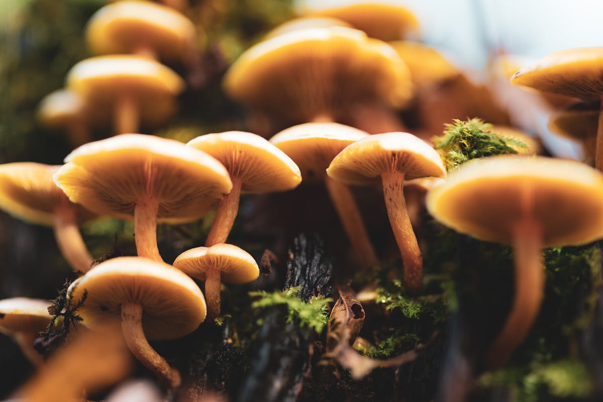 A frothy mushroom coffee latte in a glass mug on a wooden table