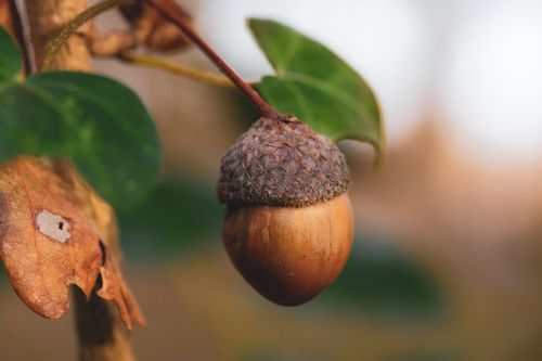 Free Detailed close-up of an acorn on a tree branch with fall leaves, symbolizing autumn. Stock Photo