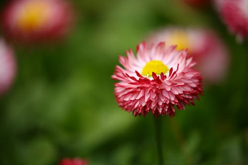 Fotografi Fokus Dangkal Bunga Merah Muda