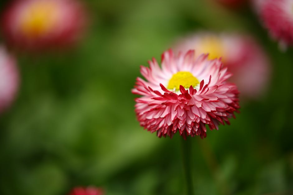 Shallow Focus Photography of Pink Flowers · Free Stock Photo