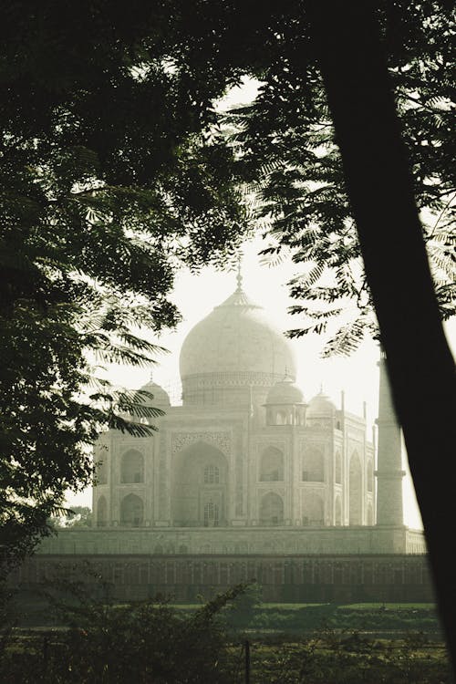 Taja Mahal through a Tree Branch