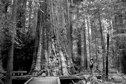 Grayscale Photo of Person Looking at a Huge and Tall Tree