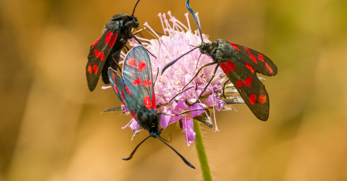 Black Color Insect Black Insects with Red Dots Perching on a Lilac Colour Flower · Free ...