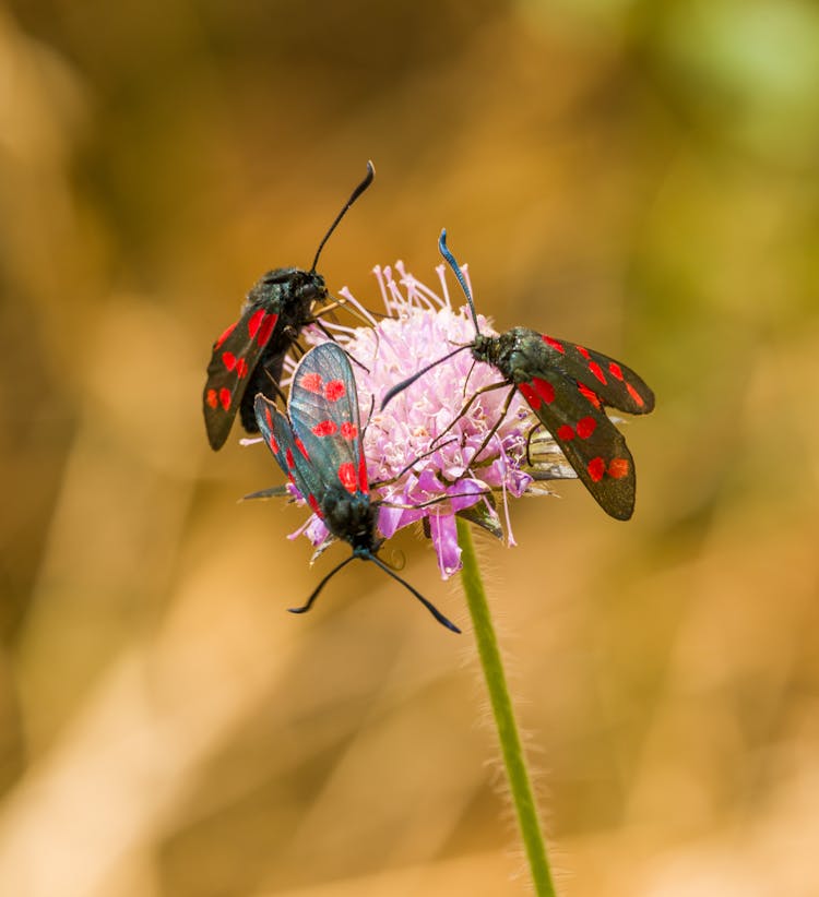 Black Insects With Red Dots Perching On A Lilac Colour Flower