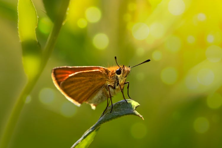 A Close-Up Shot Of A Large Skipper Butterfly