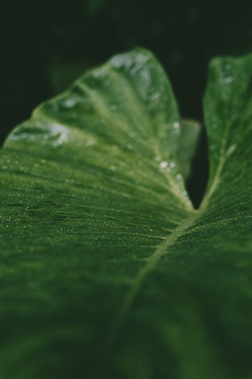 Free Detailed green leaf close-up with water droplets highlighting texture and nature's beauty. Stock Photo