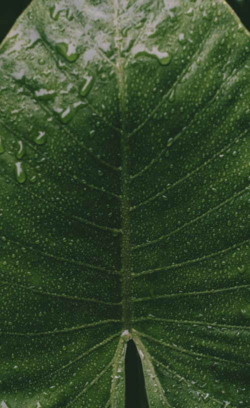 Close-Up Shot of Water Droplets on Green Leaf