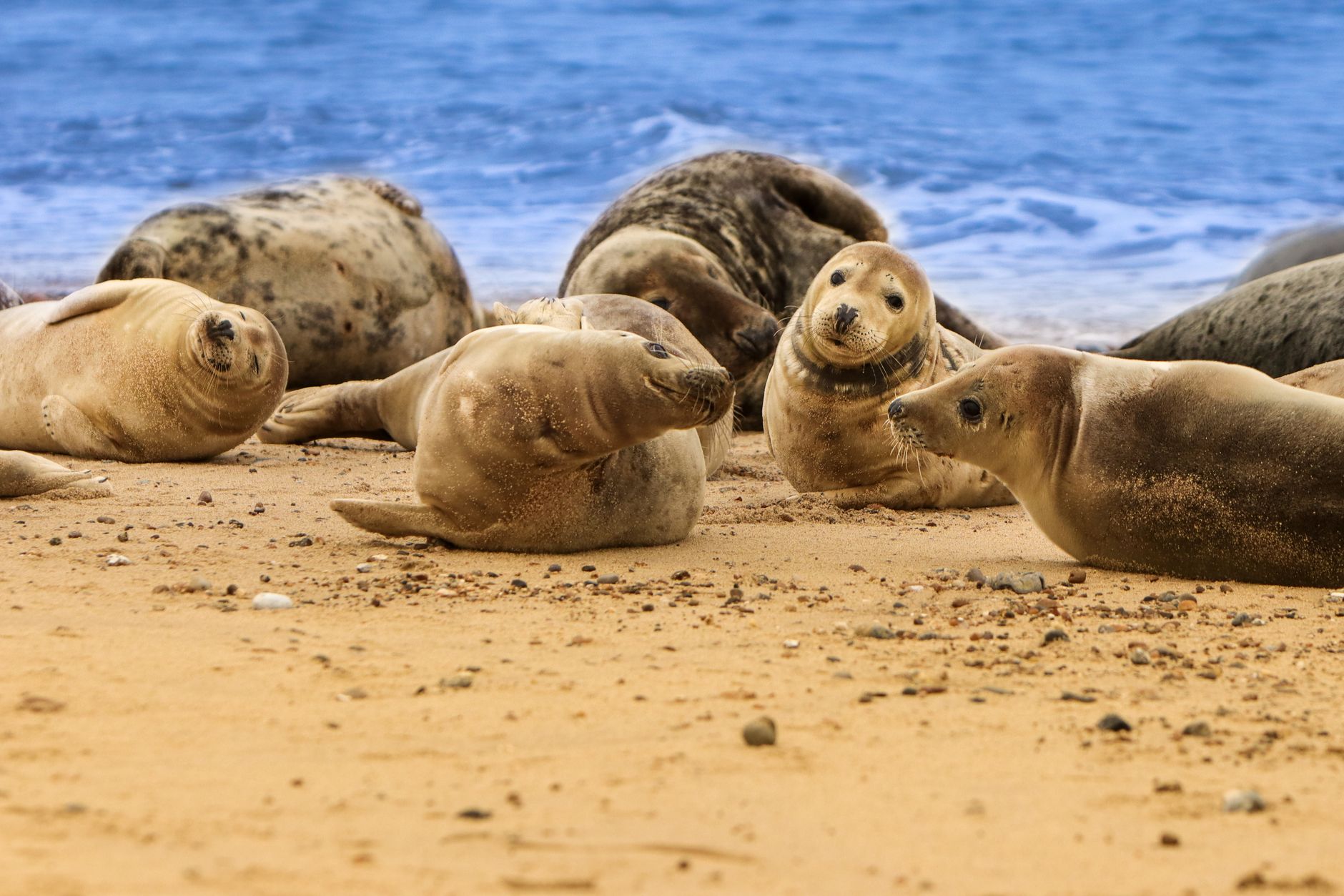 The Sunbathing Seal