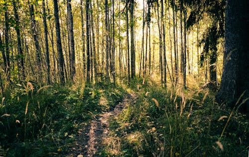 Bamboo Trees in a Forest