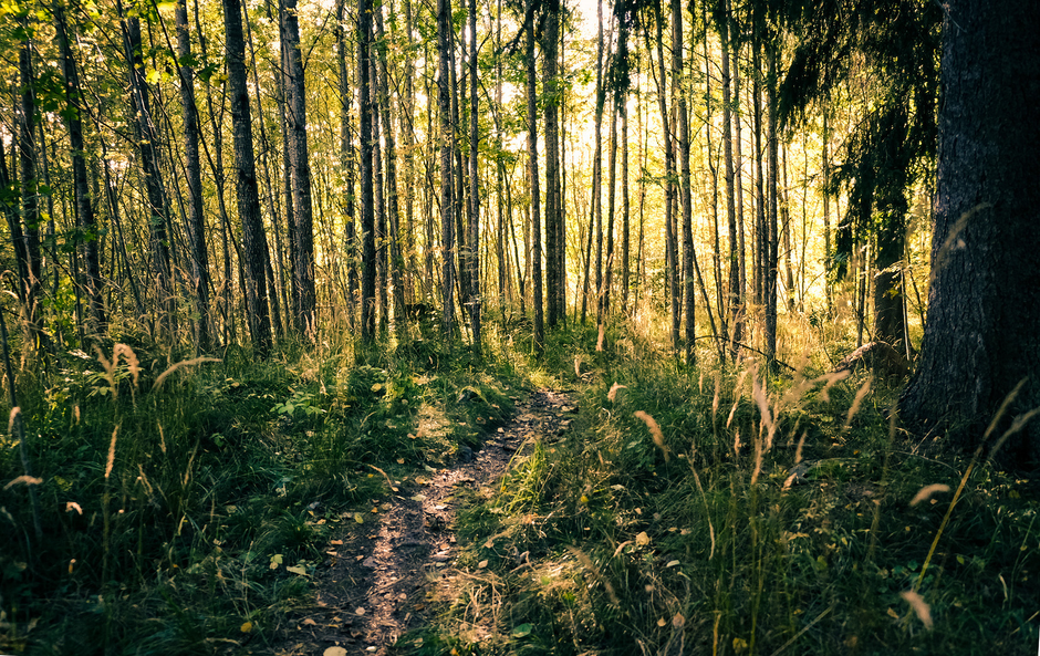 A tranquil forest path in Gävle, Sweden, with autumn colors and soft sunlight filtering through the trees.