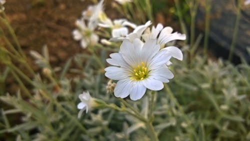 White Flower Beside Chop Wood