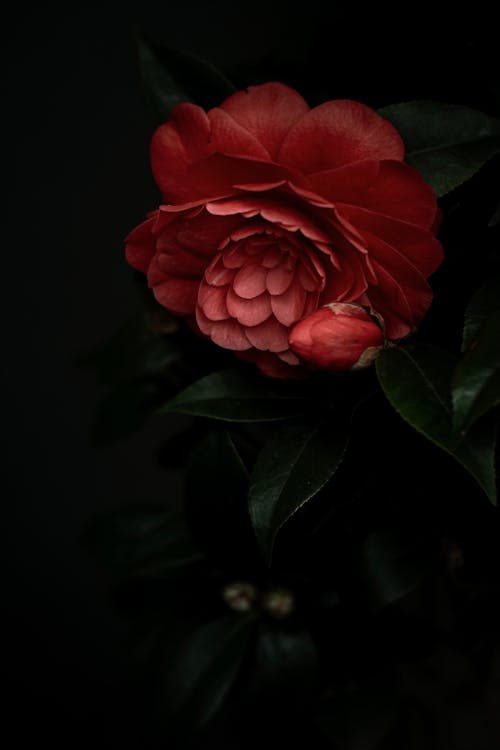 Free Close-Up Shot of a Red Peony in Bloom Stock Photo