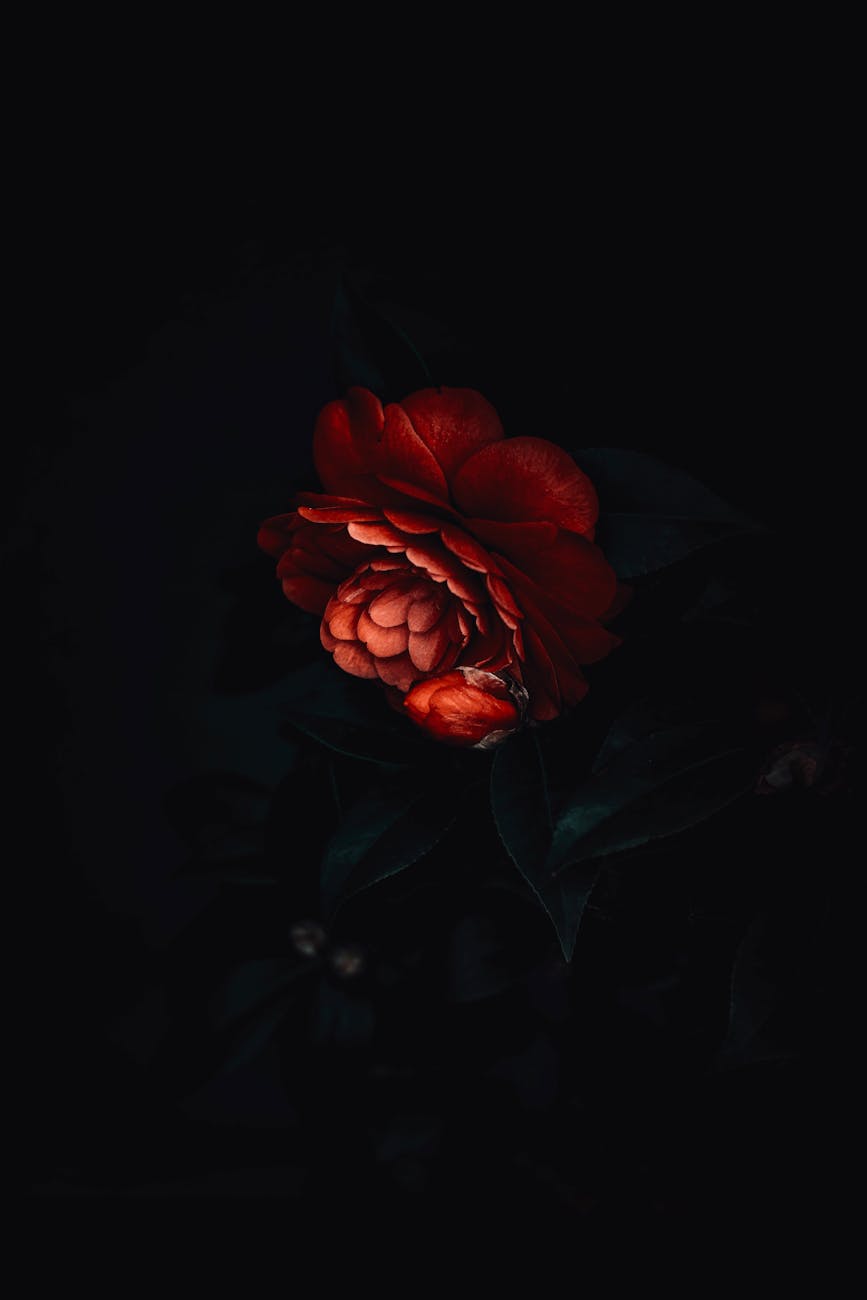 Red Flower in Black Background · Free Stock Photo