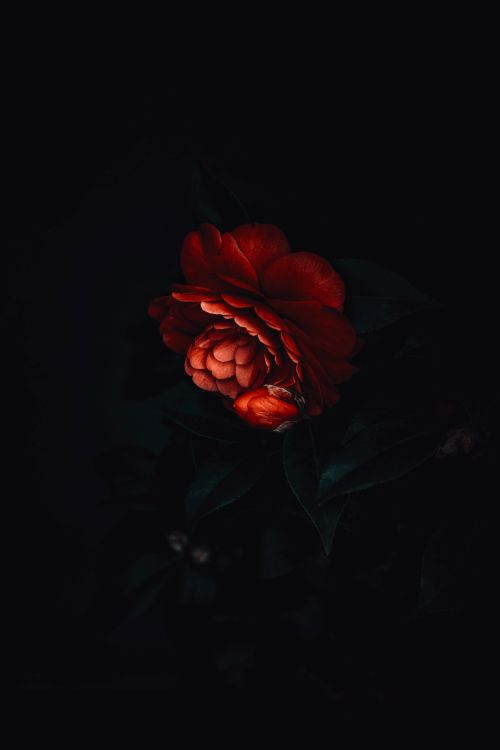 Close-Up Shot of a Red Peony in Bloom Β· Free Stock Photo