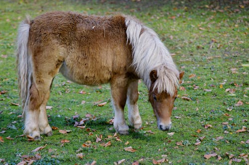 Kostenloses Stock Foto zu draußen, gras, pony