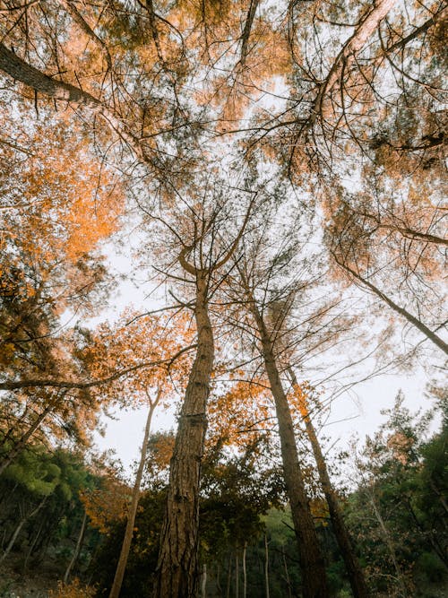 Kostenloses Stock Foto zu bäume, herbst, low-angle-shot