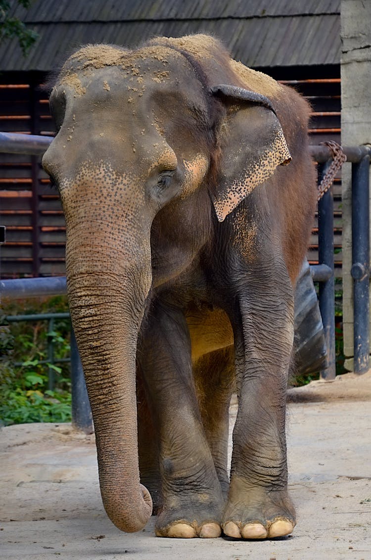 An Elephant Standing 