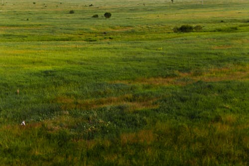Бесплатное стоковое фото с за городом, зеленое поле, обширный