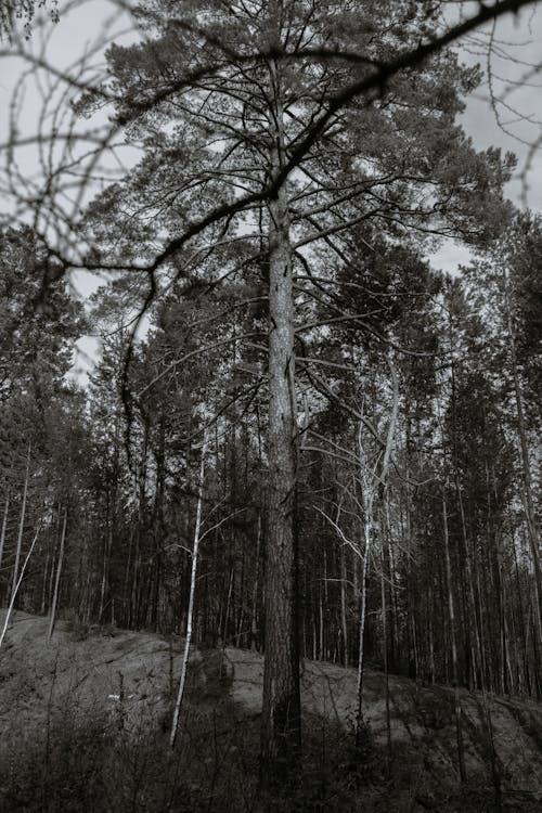 Imagine de stoc gratuită din arbori, codru, fotografiere verticală