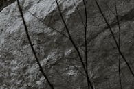 Tree Branches Near a Rock