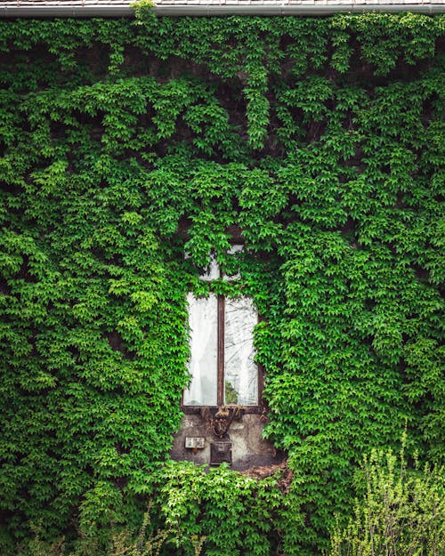 A Window Surrounded by Green Leaves