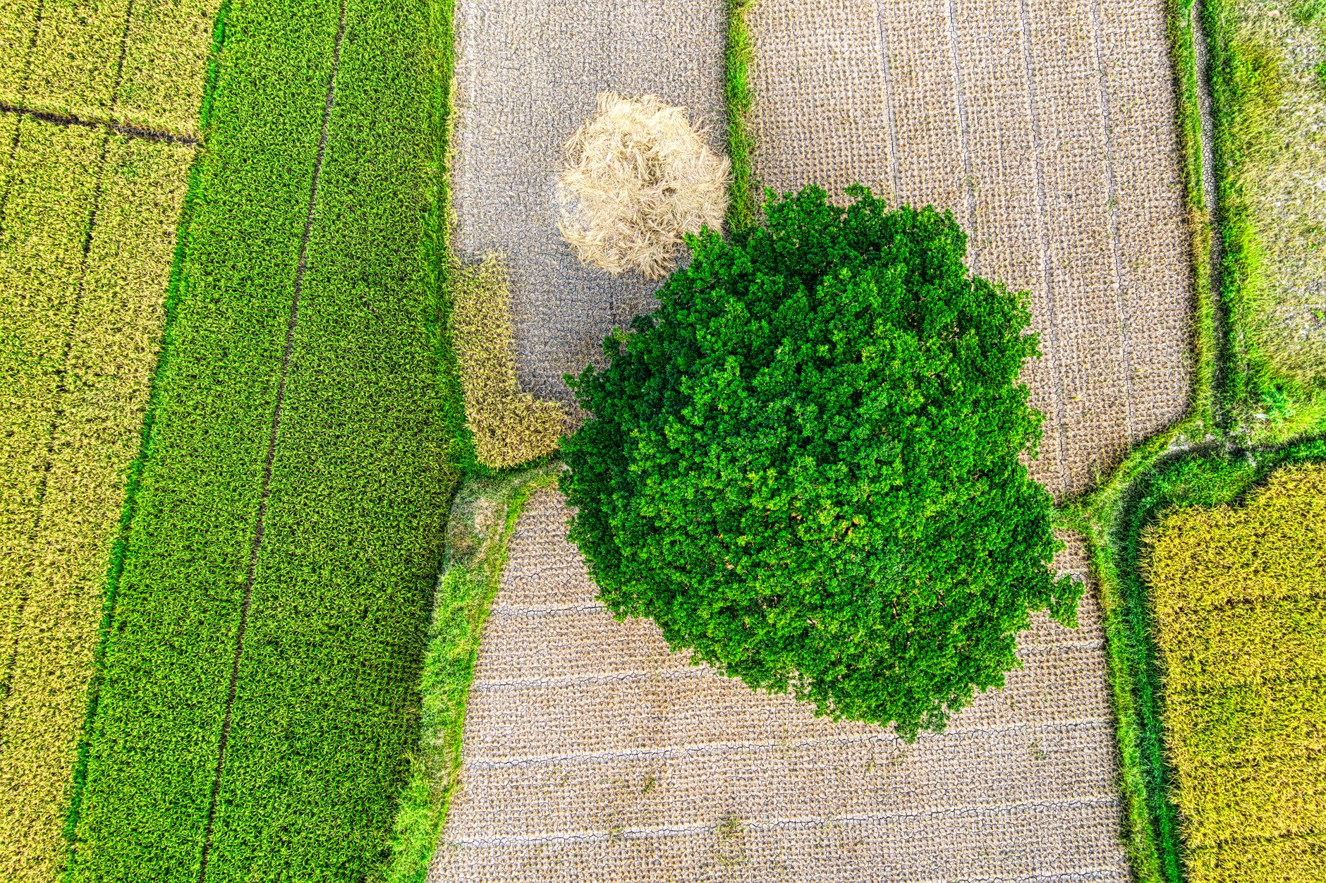 Drone view of green rice plantations with lush green tree growing in rural area during harvesting season on farm land
