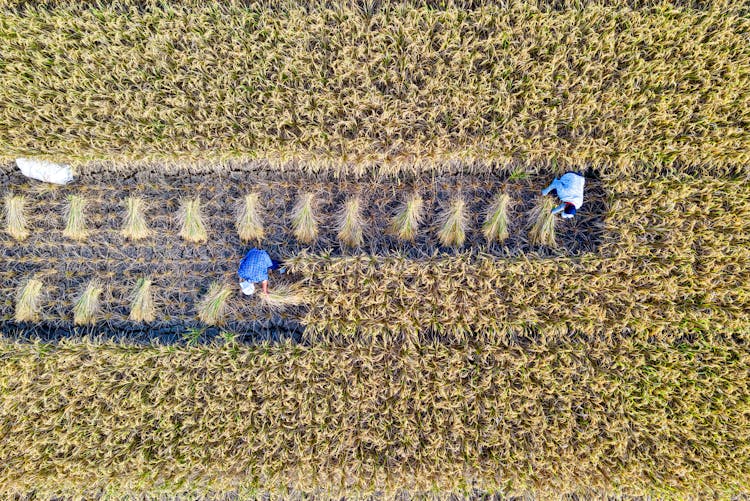 People Working In Rice Field