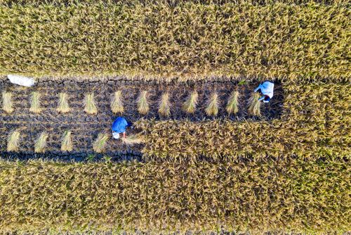 Free Top view of workers collecting rice on agricultural plantation while working in rural area during harvesting season on farm in countryside Stock Photo