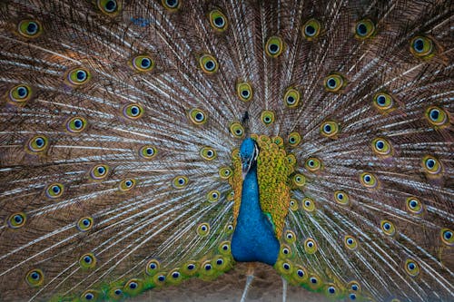 Ücretsiz Desen, güzel, hayvan fotoğrafçılığı içeren Ücretsiz stok fotoğraf Stok Fotoğraflar