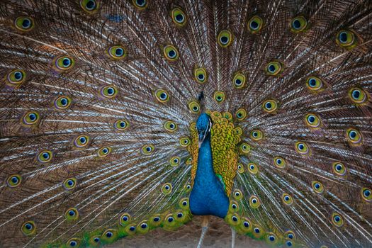 peacock photo