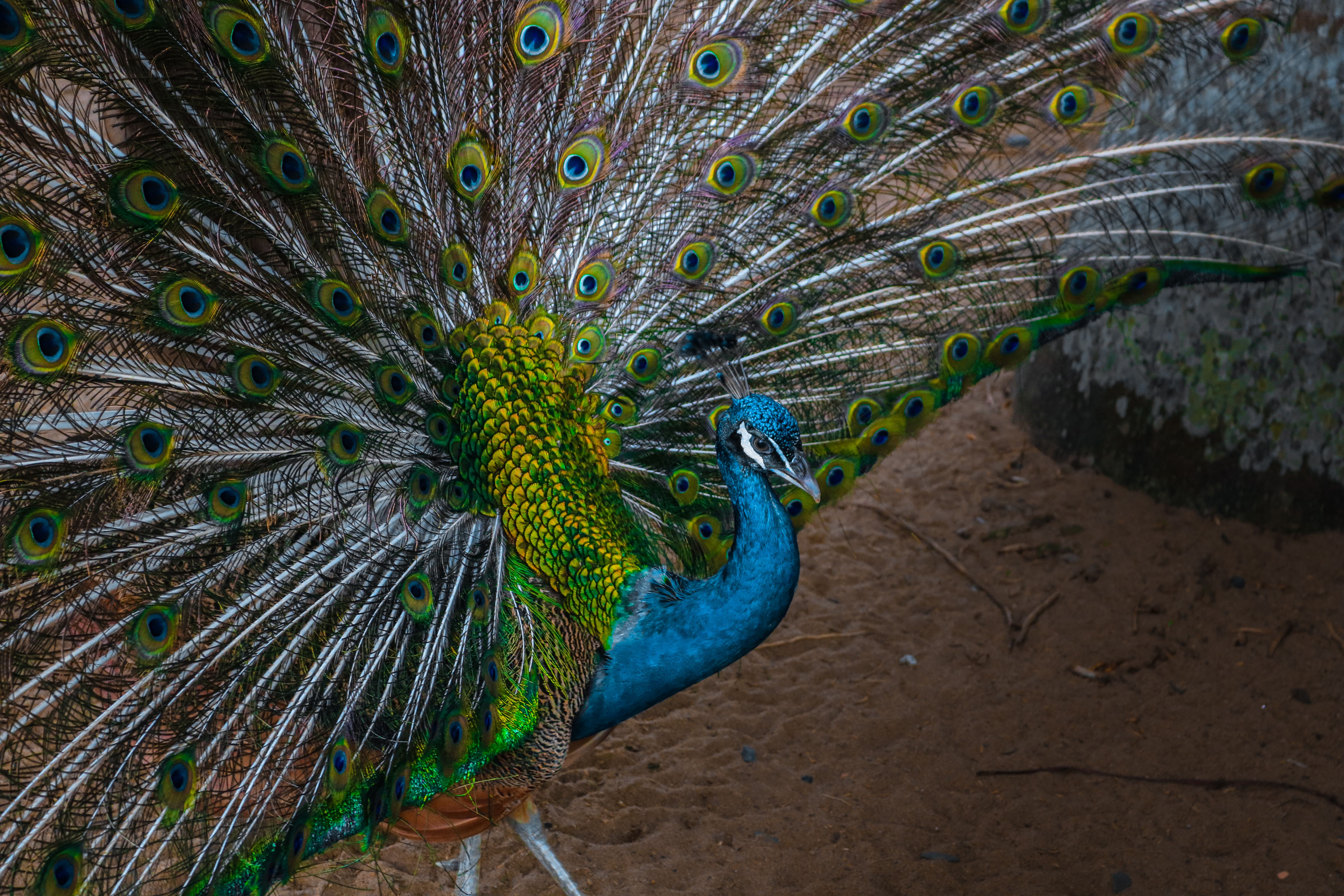 Peacock During Ritual in Vietnam · Free Stock Photo