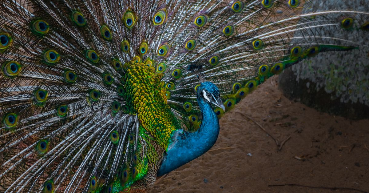 Peacock Ritual Peacock During Ritual in Vietnam · Free Stock Photo