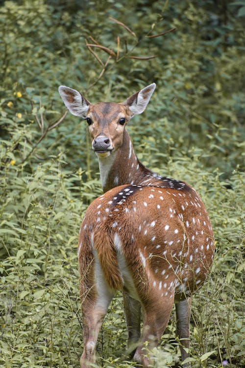 Close-Up Shot of a Deer Standing on the Grass