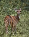 Brown Deer on Green Grass