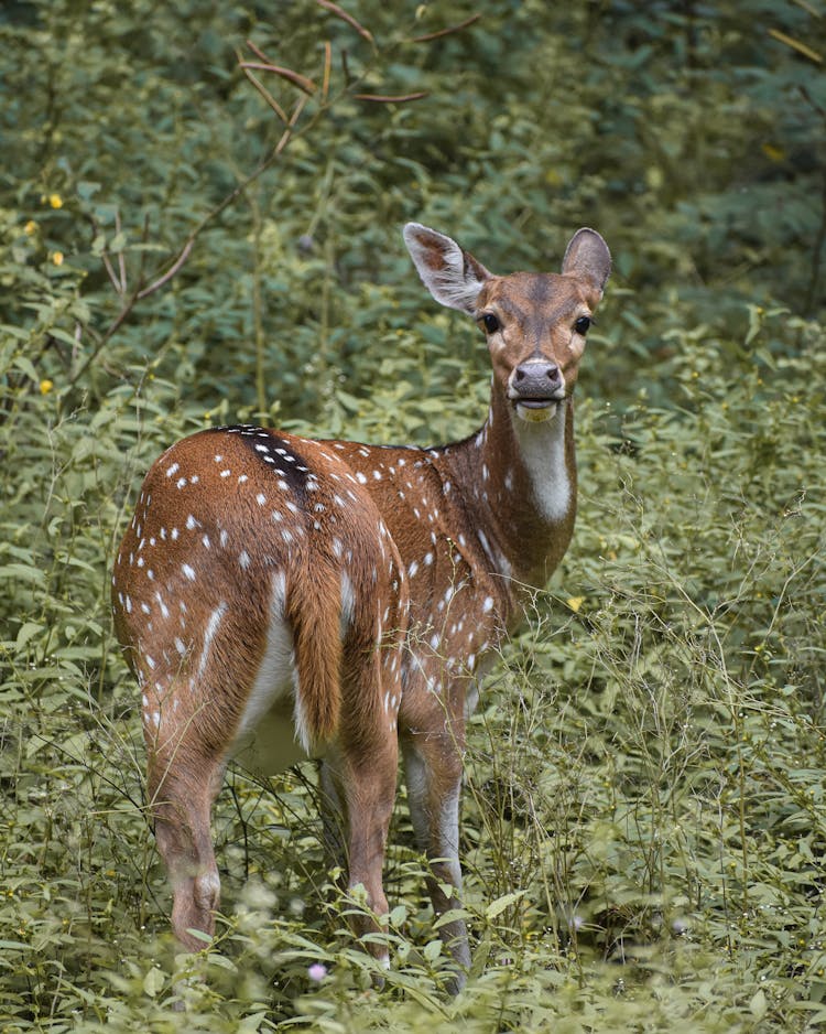 Sri Lankan Axis Deer Standing On Green Grass Field