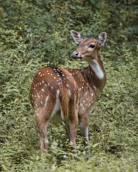 Sri Lankan Axis Deer Standing on Green Grass Field while Looking Afar