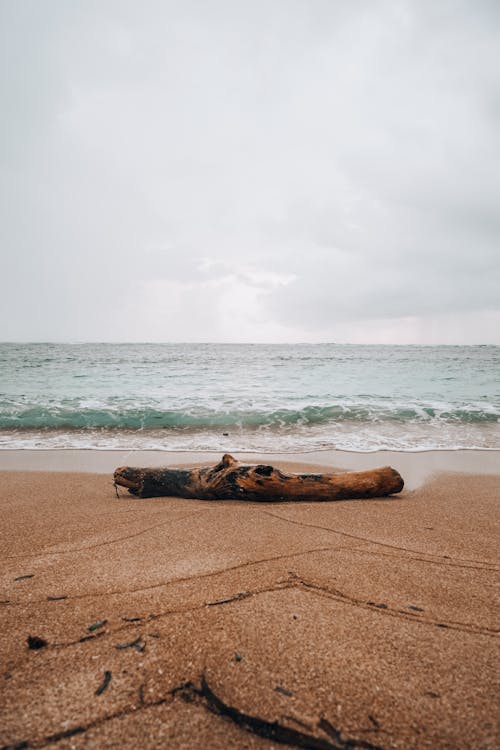 Log on sandy seashore washed by waves