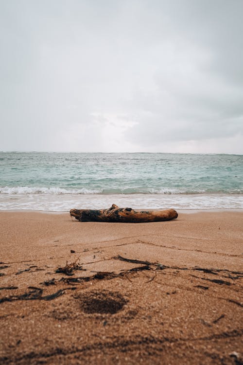 Log on wet sandy coast washed by foamy waves of rippling sea in cloudy day