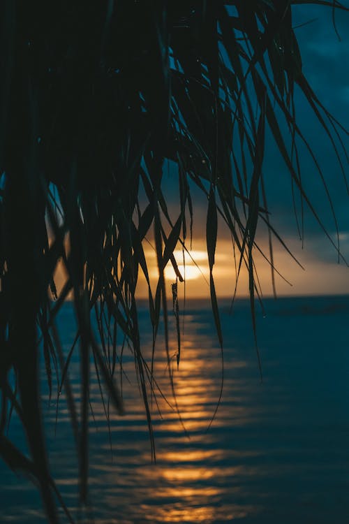 Free Silhouette of tropical tree foliage growing on coast of endless sea at sundown Stock Photo