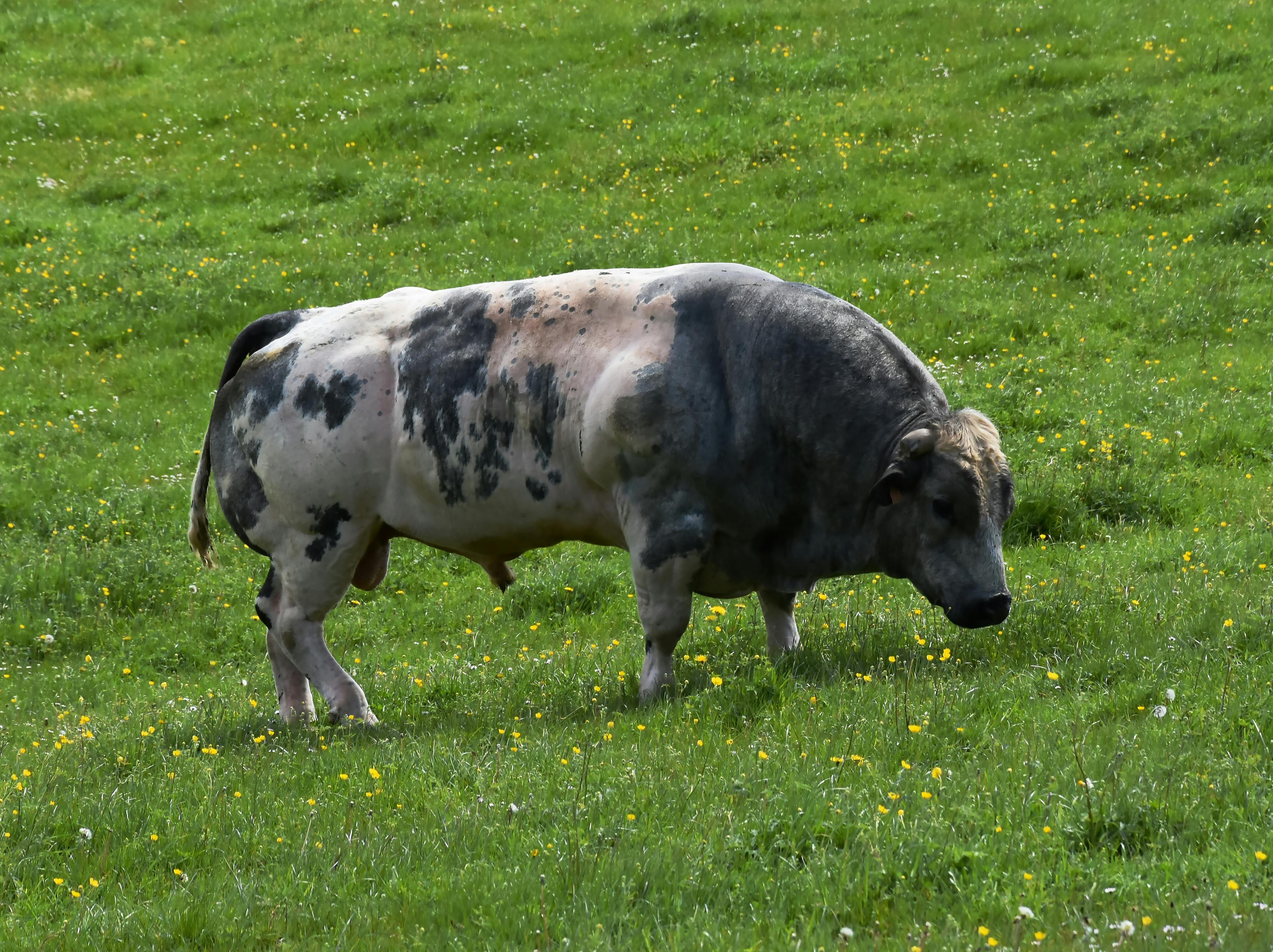 Фотографии животного мира