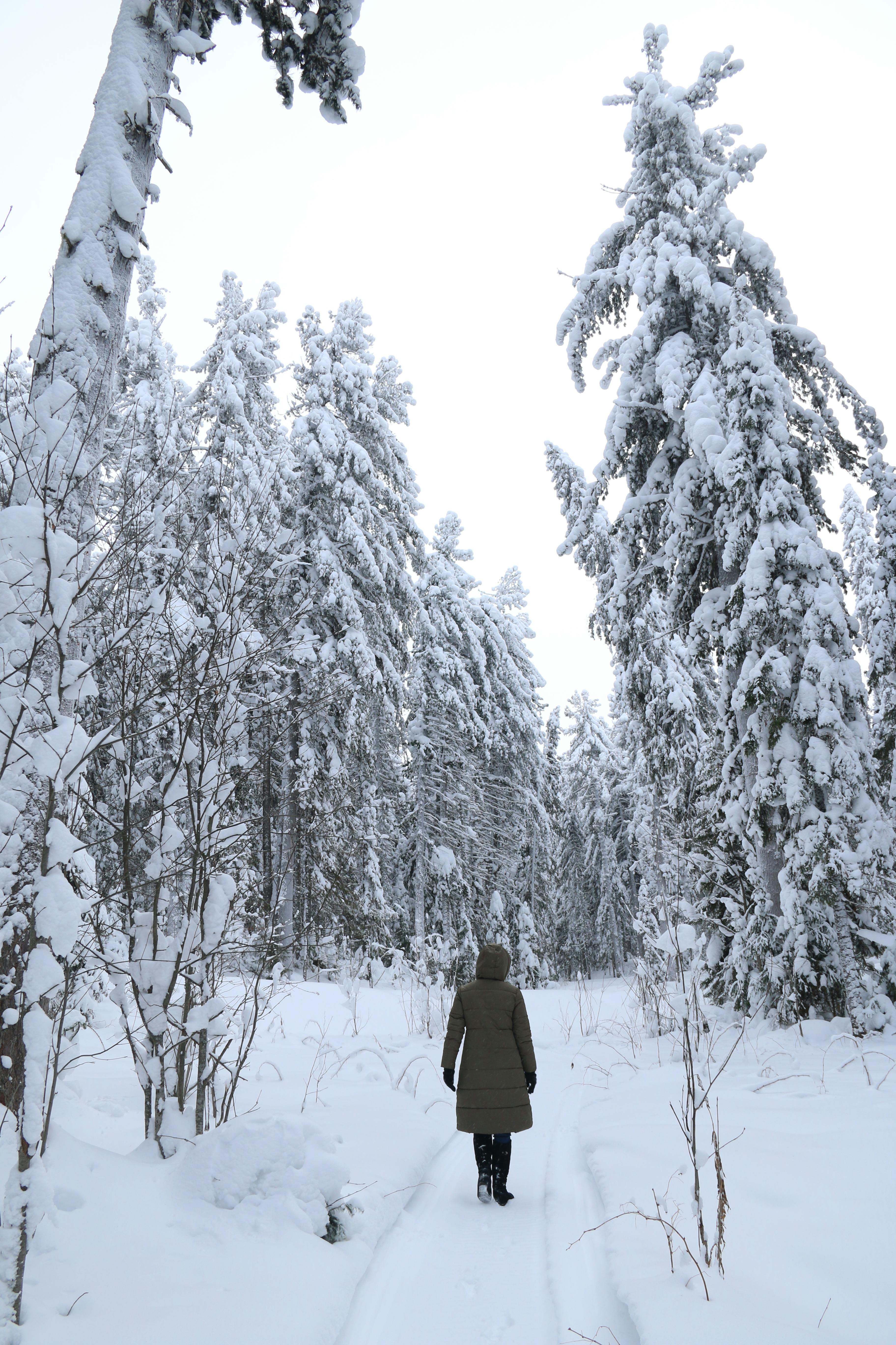 Back View of a Woman in Winter Clothes Walking on the Snow · Free Stock  Photo