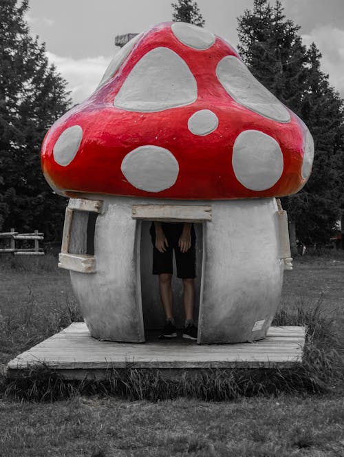 Photos gratuites de amusant, champignon, couleur rouge