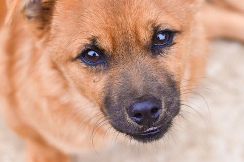 From above of cute small dog with brown fur and black nose looking at camera while lying on street on blurred background
