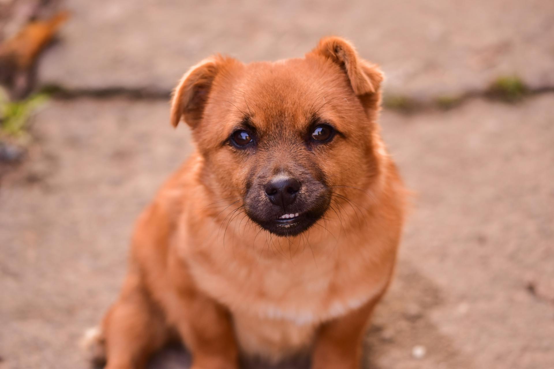 Vue d'en haut d'un adorable chiot attentif à la fourrure brune regardant la caméra assis sur un sol d'asphalte sur un fond flou