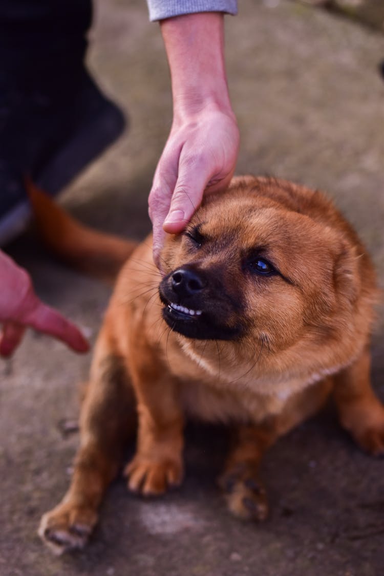 Crop Man Stroking Angry Dog