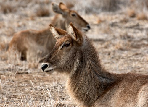 Gratis lagerfoto af afrika, antilope, dyreliv Lagerfoto