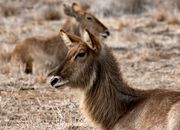 Two waterbucks lying in the dry grasslands of South Africa, showcasing their natural habitat.