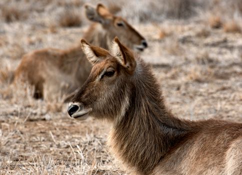 Two waterbucks lying in the dry grasslands of South Africa, showcasing their natural habitat.