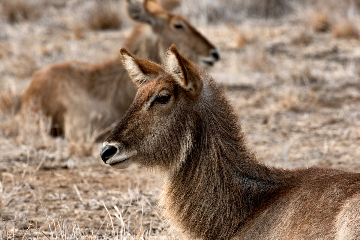 Wild Dog in Hluhluwe–iMfolozi
